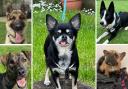 Meet the 5 dogs looking for forever homes at Oxfordshire Animal Sanctuary. Credit: Oxfordshire Animal Sanctuary