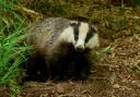 Oxfordshire Badger Group has called the cull 