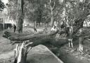 A tree was blown down in Blackbird Leys in 1975