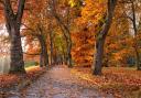 See the best Autumn walks to see the leaves changing colour in Oxfordshire (Canva)