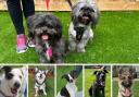 Meet 7 dogs looking for forever homes at Oxfordshire Animal Sanctuary