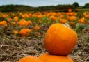 Where you can pick your own pumpkins before Halloween in Oxfordshire