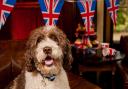 A dog with Coronation weekend bunting