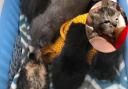 Kittens were found in a recycling bin in Bicester