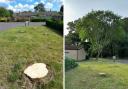 Fury as council chops down 'healthy' trees without warning
