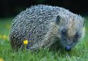 Hedgehog Awareness Week will take place in May