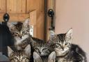 Five kittens abandoned found dumped in woods near Bicester