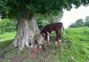 The cow had trapped its head in the tree and needed to be rescued.