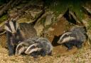 A badger with her cubs. Photo: Jason Hornblow