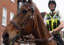 Beloved police horse Loki has died after an injury failed to heal.