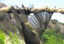 Cypriot harvest threatens birds