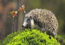 Alarming decline in hedgehogs
