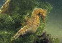 Short-snouted seahorse Picture: Paul Naylor
