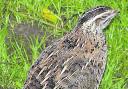 The Downs and Otmoor are the best places to hear a quail