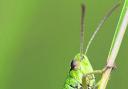 Summer sound: The powerful hind legs of the meadow grasshopper help to create the sound of summer