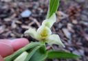 A rare orchid has been seen in Oxford business park, possibly for the first time in Oxford. Picture: Dr Chris Dixon