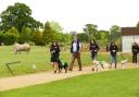 Dogs for Good trainee assistance dogs head to Cotswold Wildlife Park to test their skills, taking in the sights, sounds and smells while out among the crowds