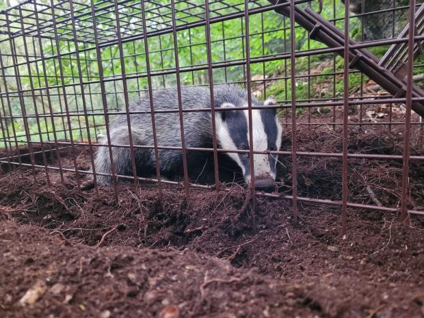 Oxford Mail: Oxfordshire Badger Group trap a badger for vaccination