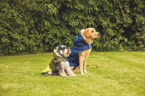 Oxford Mail: Khaki Larger Dog Bomber Coat. (Aldi)