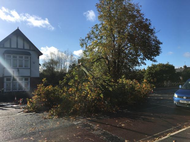 Oxford Mail: The fallen tree branch. Picture: Liam Rice