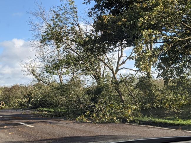 A fallen tree is causing traffic on the A40 out of Oxford, by Cassington