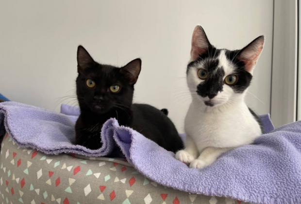 Oxford Mail: Meet Madison and Morgan. Credit: Oxfordshire Animal Sanctuary
