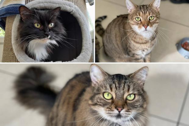 Oxford Mail: Meet Lili, Fifi and Bubba. Credit: Oxfordshire Animal Sanctuary