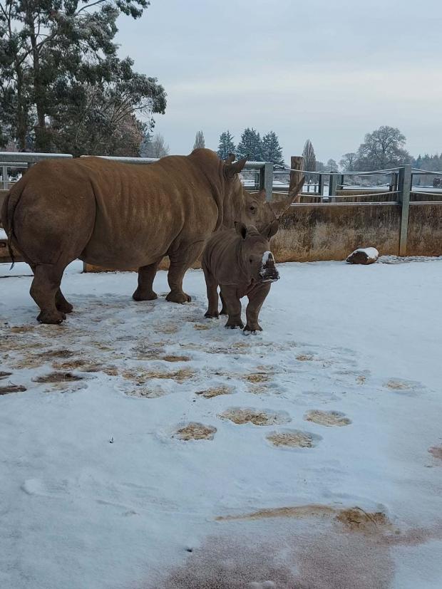Oxford Mail: Rhino Calf Molly