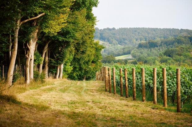 Oxford Mail: Hilltop vineyard view at Hundred Hills