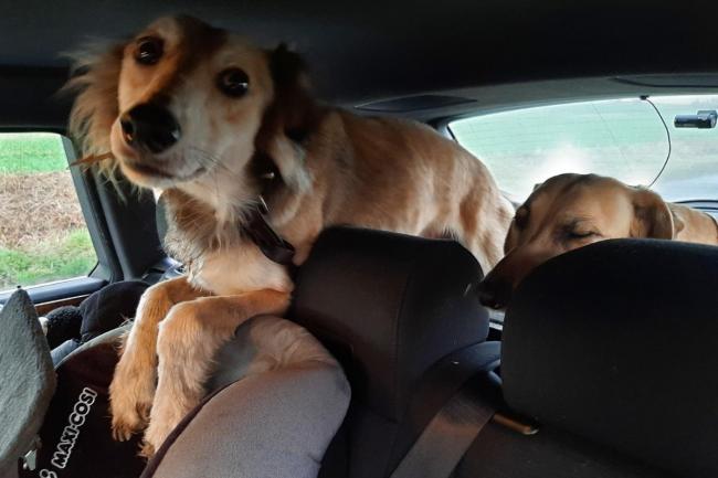 Dogs and a car were seized after three men were arrested on suspicion of hare coursing near Easington Picture: TVP