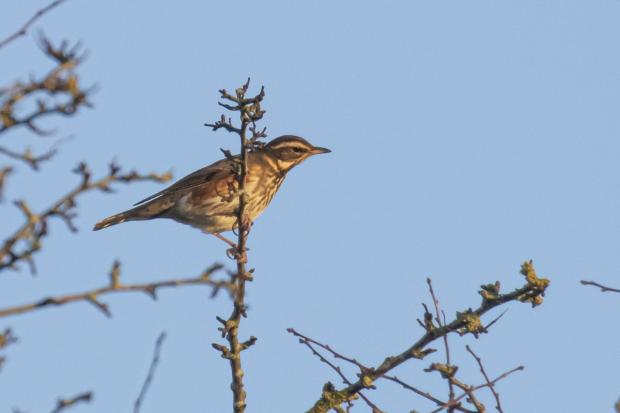 Oxford Mail: Redwing at the Lye Valley. Picture: Tom Bedford