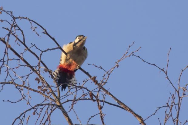 Oxford Mail: Great spotted woodpecker. Picture: Tom Bedford