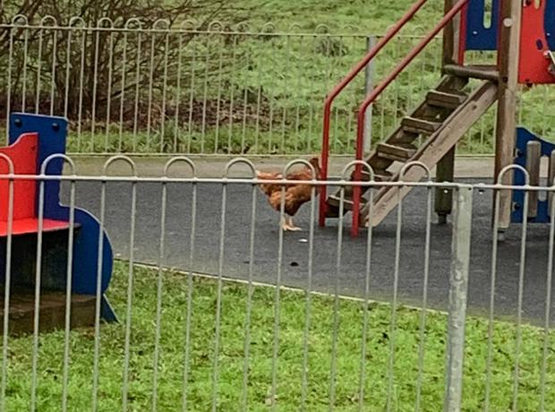 Oxford Mail: Chicken in Pingle Brook playground