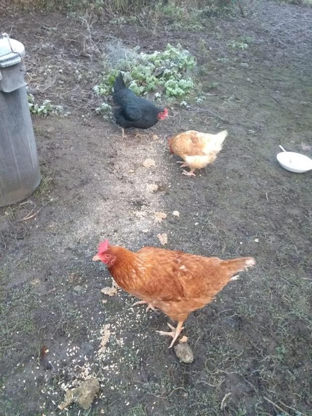 Oxford Mail: Chicken at its new home
