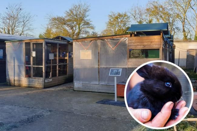 Rabbits purchased during the pandemic are causing unanticipated pressure on staff and resources at Oxfordshire Animal Sanctuary