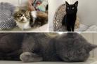 Three cats looking for forever homes. Credit: Oxfordshire Animal Sanctuary