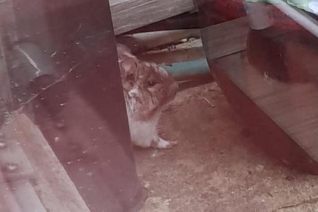 Oxford Mail: The chinchilla was spotted by Sarah Jane in her garden. Picture: Sarah Jane