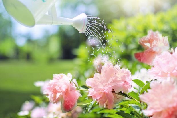 Oxford Mail: A watering can watering some pink flowers. Credit: Canva