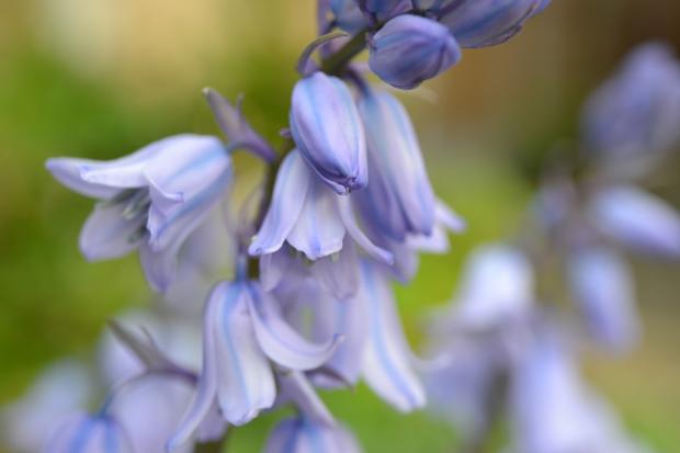 Oxford Mail: Bluebells. Credit: Canva