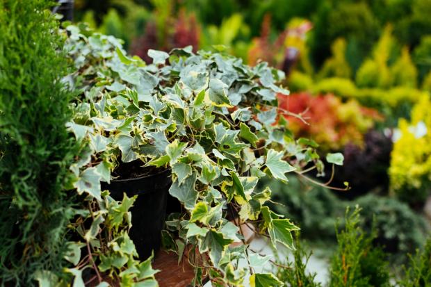 Oxford Mail: Ivy can damage your property. (PA)