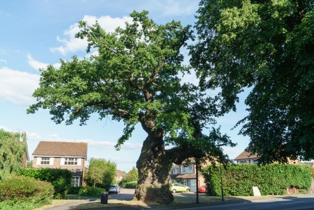 Oxford Mail: Oak trees could damage your property. (PA)