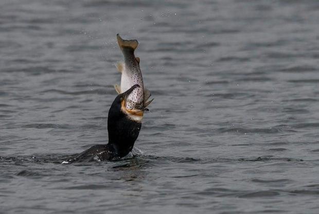 Oxford Mail: Cormorant gulping a Trout by Marian Payne