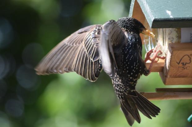 Oxford Mail: Starling enjoying its food by Ann Faulkner 