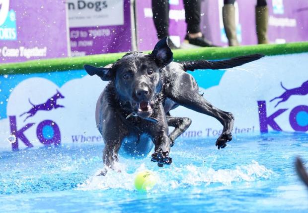 Oxford Mail: Dog sports photographs by Ness Ling