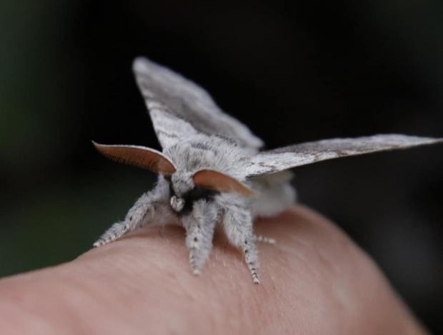 Oxford Mail: Capturing Pale Tussock moths by David Fearneyhough