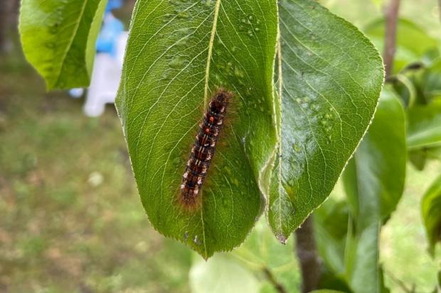 Oxford Mail: Oliver wanted to befriend the caterpillar in his garden. Picture: Caroline Gel