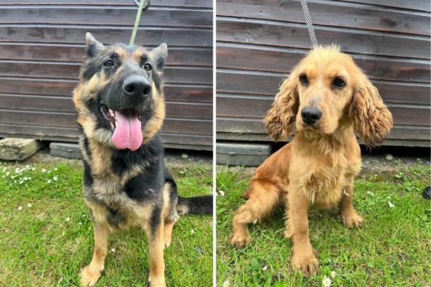 Stolen dogs rescued by police