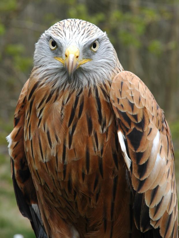 Oxford Mail: Close up of a red kite by John Morris.