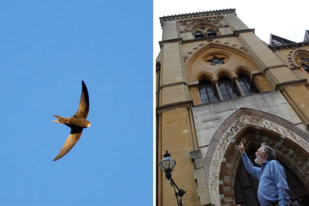 The 'devil birds' living in one of Oxford's most distinctive landmarks