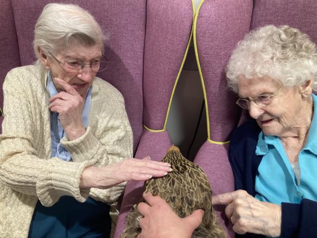 Oxford Mail: Bantam chickens Pasta and Tesco visited Madley Park House care home. Picture provided by The Orders of St John Care Trust